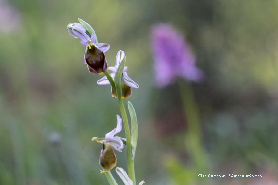 Orchidee Monte Argentario